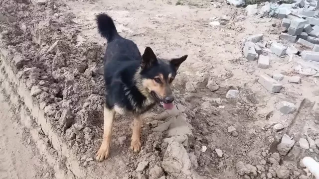 Вот ето собака